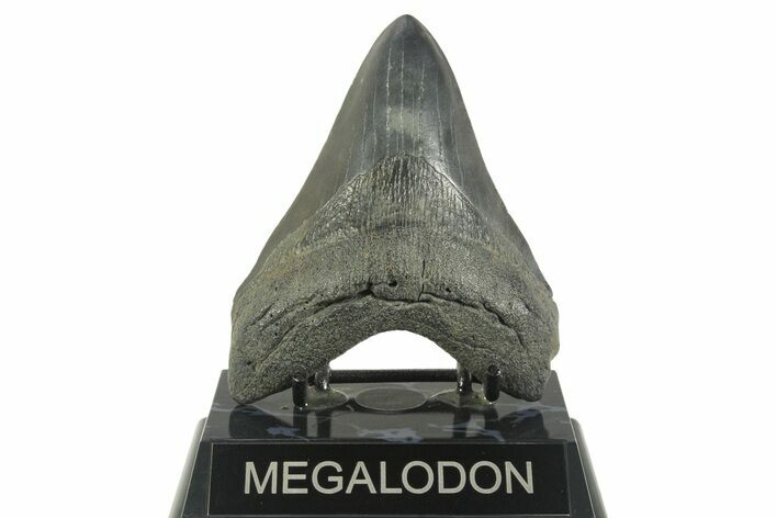Fossil Megalodon Tooth - South Carolina #365802